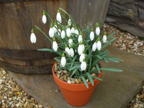 Snowdrops