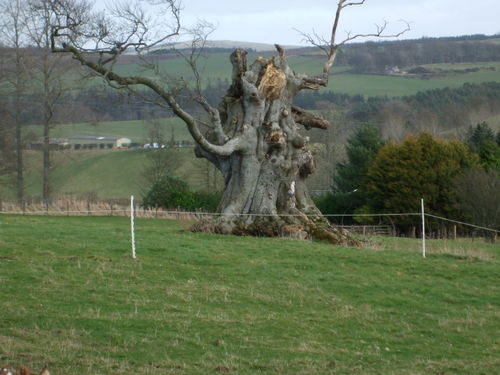 Scary tree