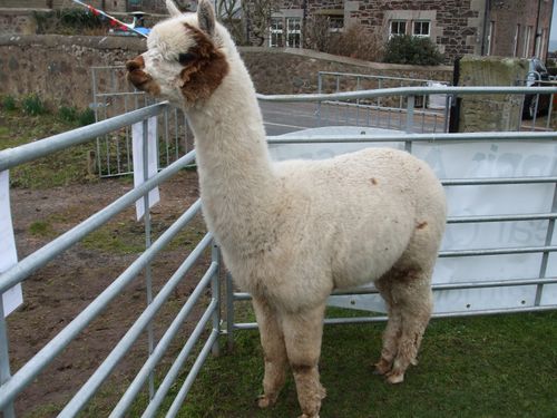 Pale alpaca