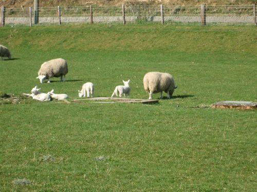 Ewes and lambs