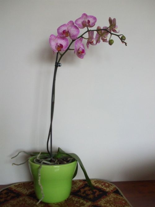 New orchid