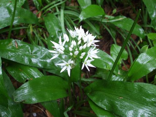 Wild garlic flower