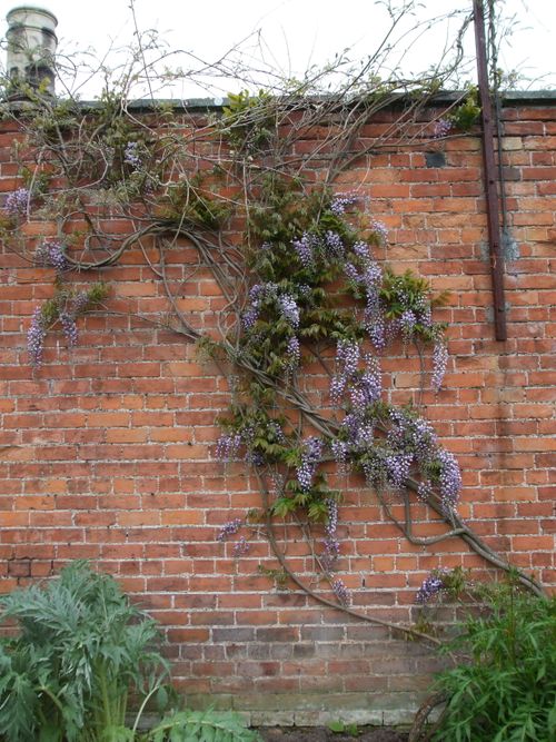 Wisteria