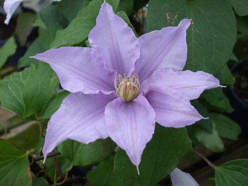 Clematis