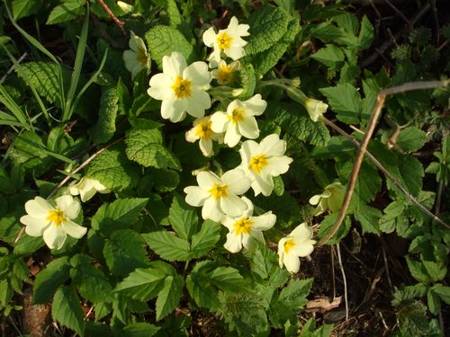 Primroses