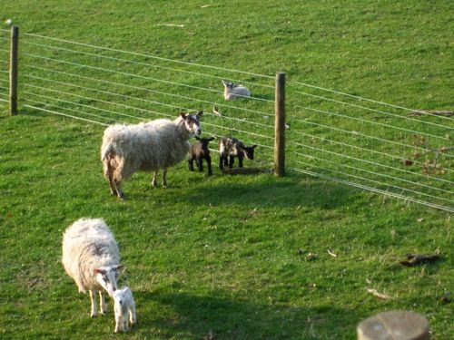 Little lambs