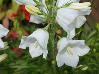 Harebell