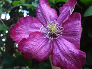 Clematis 2