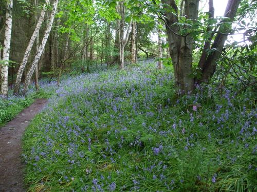 Bluebells