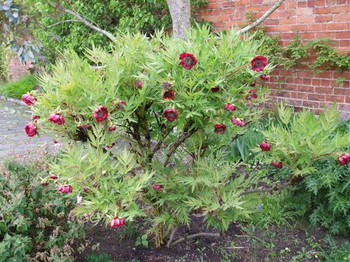 Tree peonie