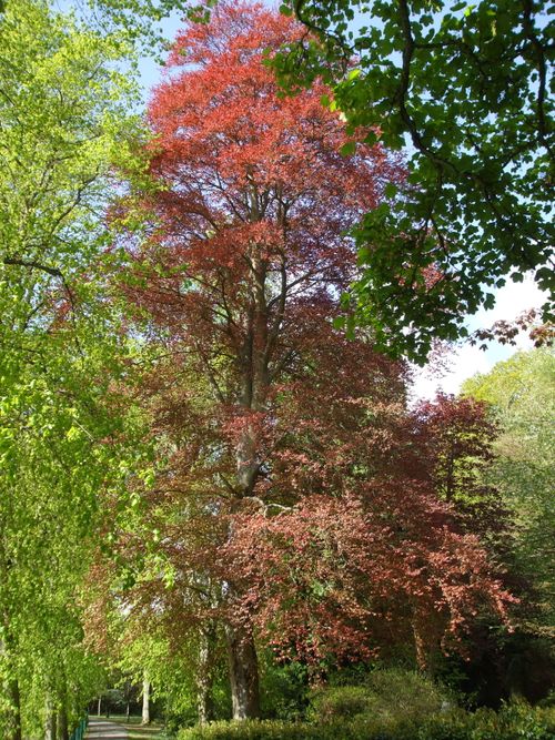 Superb tree