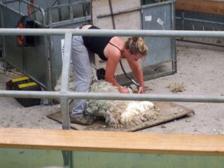 Shearing