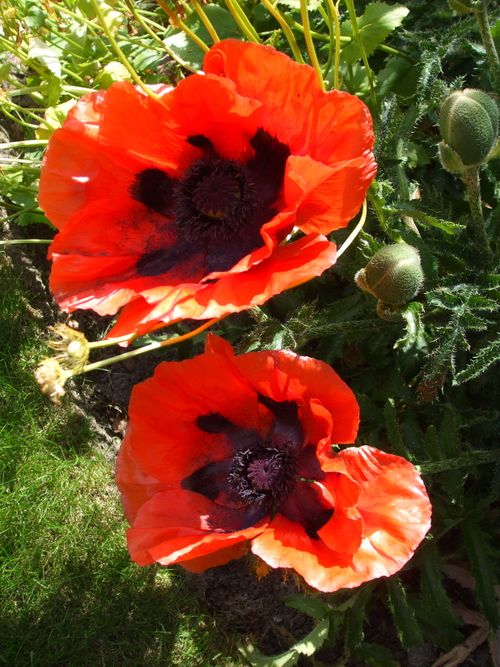 Poppies