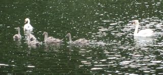 Swan family