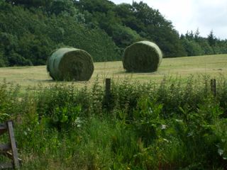 Hay cut