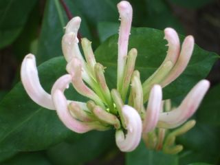 Honeysuckle 1