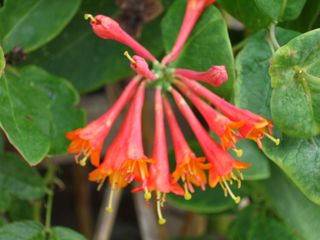 Honeysuckle 2