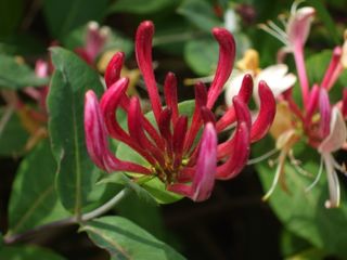 Honeysuckle 3