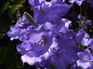 Harebells