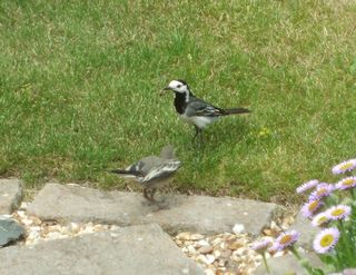 Wagtail