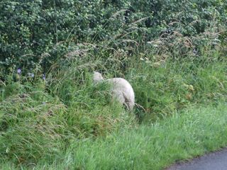 Little lamb