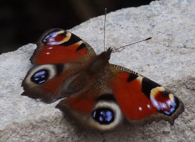 P1120524