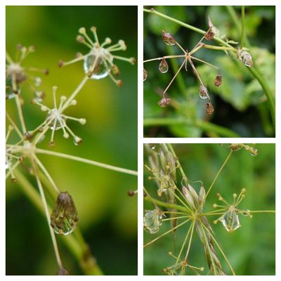 PicMonkey Collage raindrops