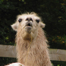 Llama