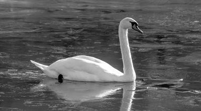 Swan